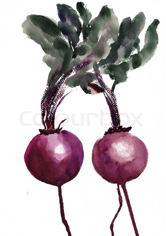 564x800 Watercolor Illustration Of Red Beets Stock Photo Colourbox - Watercolor Beet