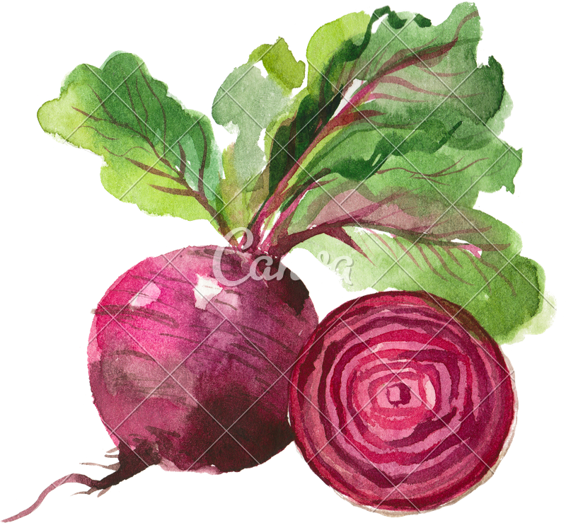 800x739 Watercolor Beet - Watercolor Beet