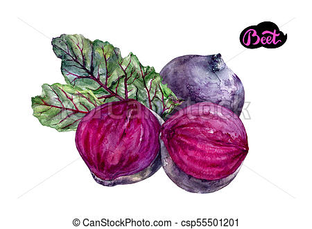 450x331 Beet Vegetable Watercolor. Beet Watercolor Hand Drawn Illustration - Watercolor Beet