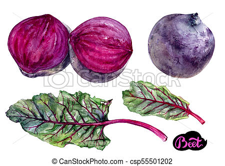 450x331 Beet Vegetable Watercolor. Beet Watercolor Hand Drawn... Stock - Watercolor Beet
