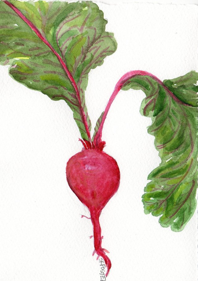 642x911 Beet Watercolor Painting Original Rustic Painting 5 X 7 Beet Etsy - Watercolor Beet