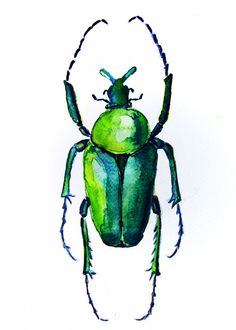 Watercolor Beetle