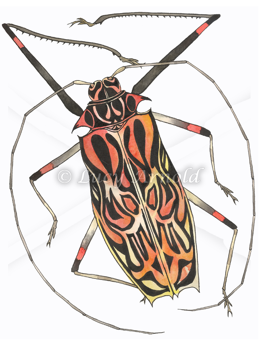 927x1200 Harlequin Beetle - Watercolor Beetle