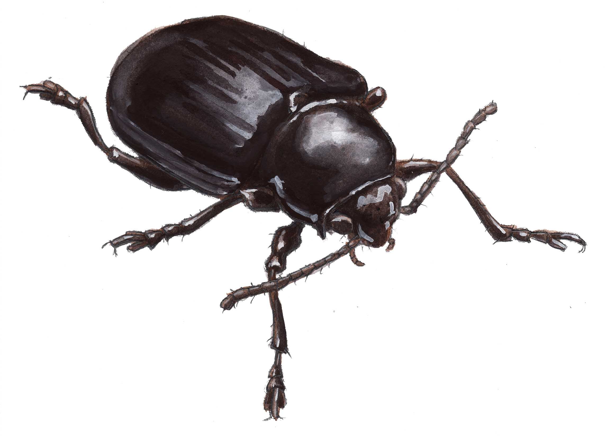 2294x1668 How To Draw Insects Shiny Vs. Dull Textures - Watercolor Beetle