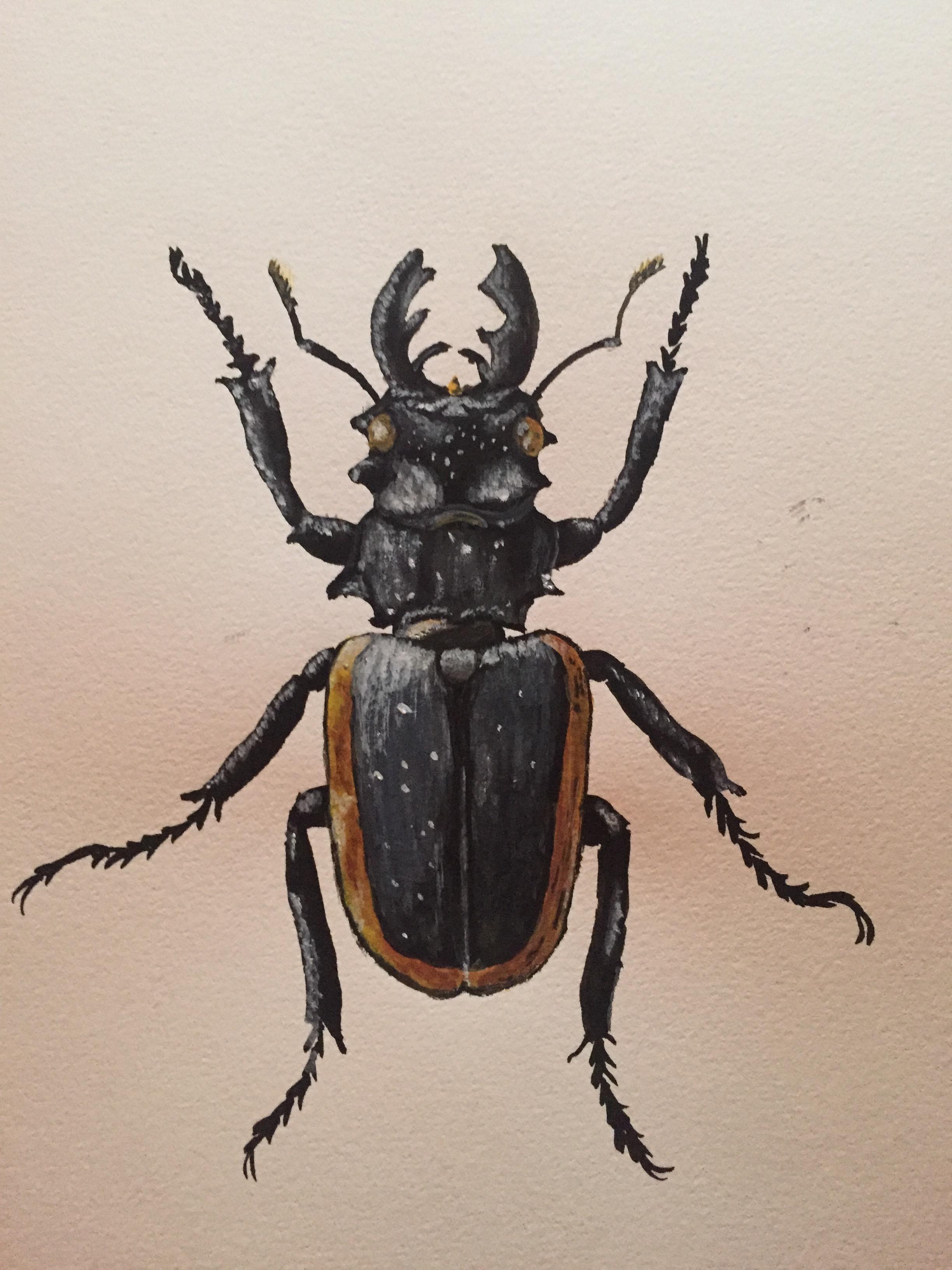 2448x3264 Watercolor Beetle - Watercolor Beetle