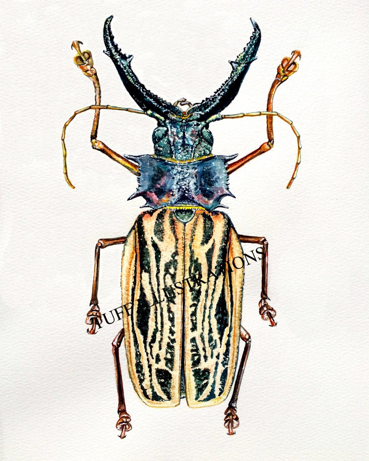1201x1500 Watercolor Beetle Macrodontia Cervicorni - Watercolor Beetle