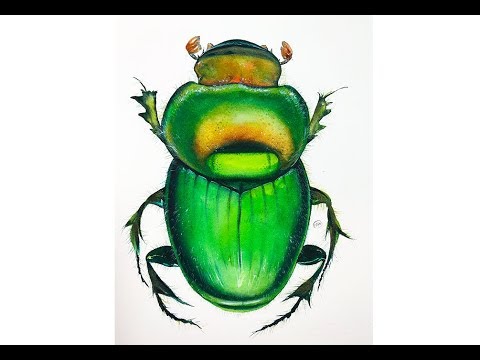 480x360 Watercolor Green Beetle Painting Tutorial - Watercolor Beetle