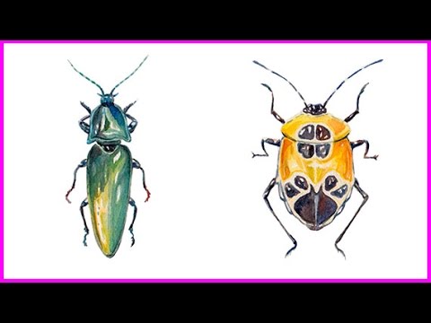 480x360 Beetle Painting Time Lapse In Watercolor - Watercolor Beetle