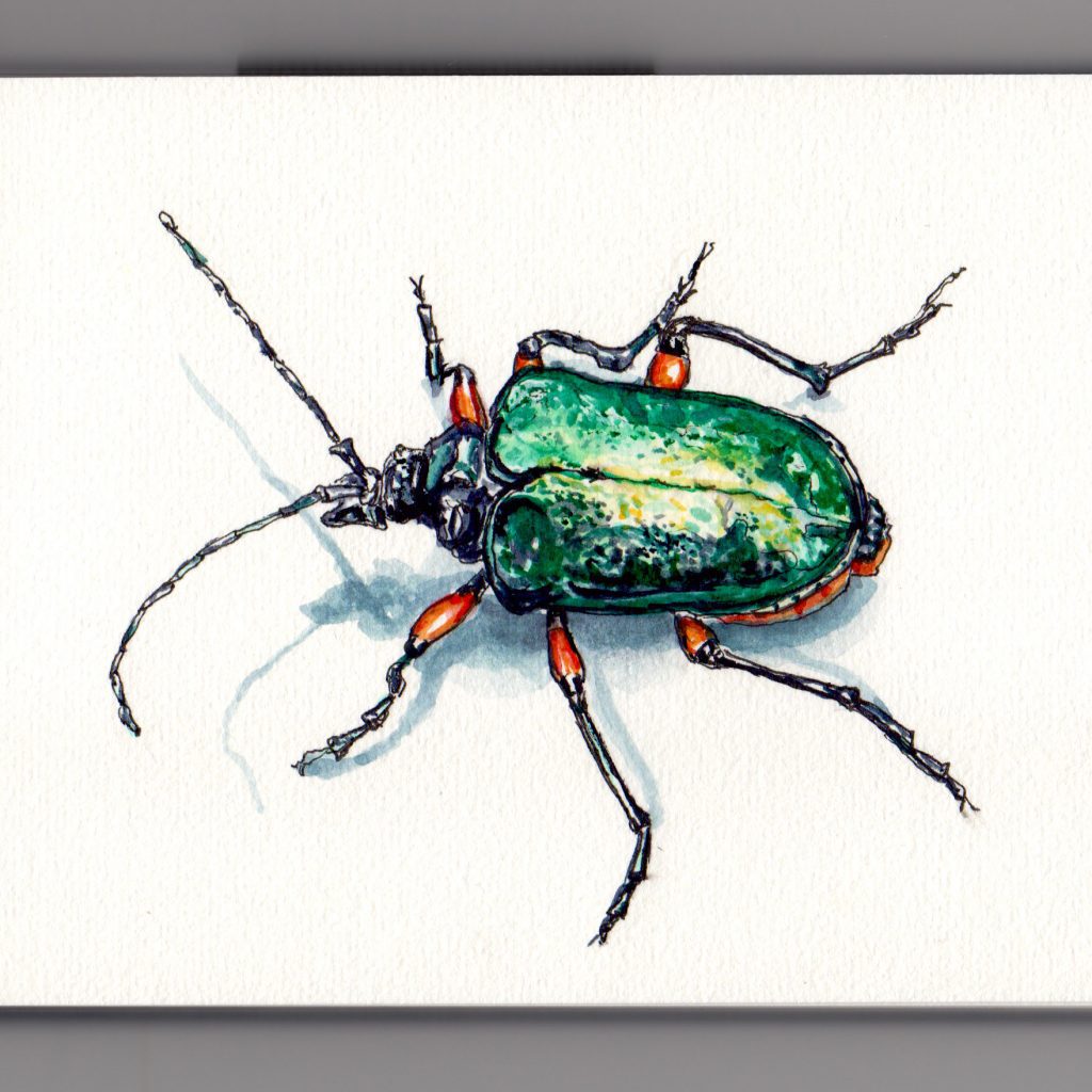 1024x1024 ~ A Shiny Beetle - Watercolor Beetle