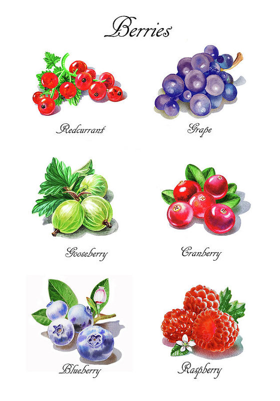 560x800 Watercolor Berries Illustration Collection I Art Print By Irina - Watercolor Berries