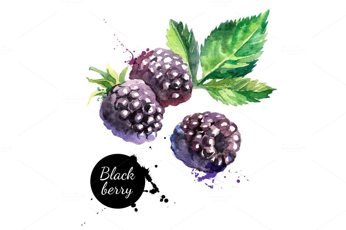 1160x772 Watercolor Berries Vector Set By Elena Pimonova On Creative Market - Watercolor Berries
