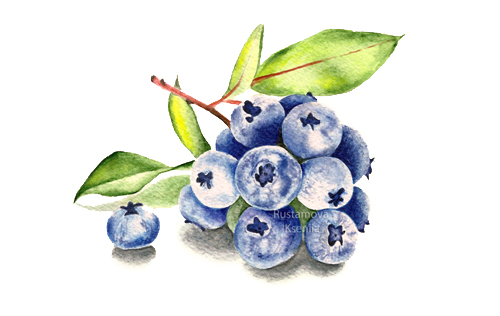 500x316 Watercolor Berries On Behance - Watercolor Berries