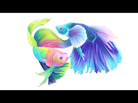 480x360 Magical Monday Rainbow Betta Fish - Watercolor Betta Fish