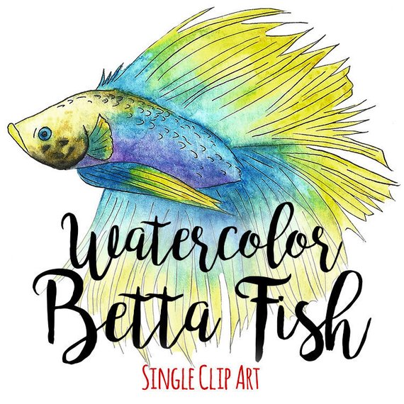 570x570 Watercolor Betta Fish Clip Art Commercial Use Siamese Etsy - Watercolor Betta Fish