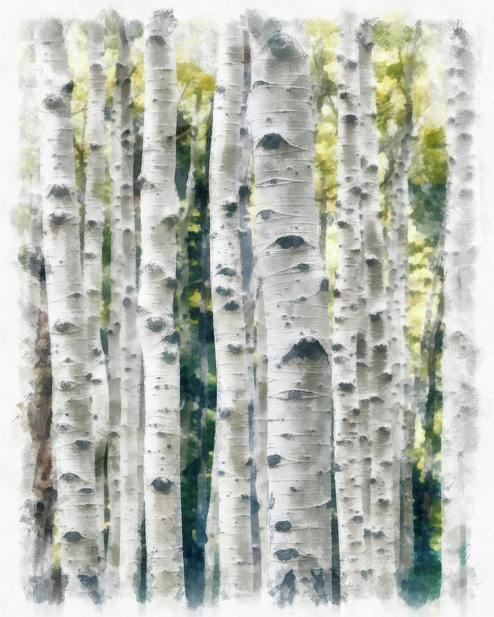 720x900 Birch Trees Watercolor Painting Painting By Unsplash Peng Chen - Watercolor Birch Trees