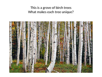 350x263 Fall Birch Tree Watercolor Art By Teachin With Ms C Tpt - Watercolor Birch Trees