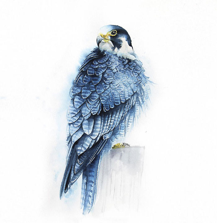 700x719 I Watercolor Birds To Express How Much I Love Them Bored Panda - Watercolor Bird