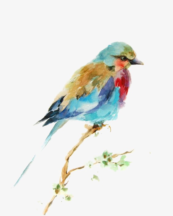 564x705 Birds, Hand Painted Birds, Watercolor Bird, Animal Png Image And - Watercolor Bird