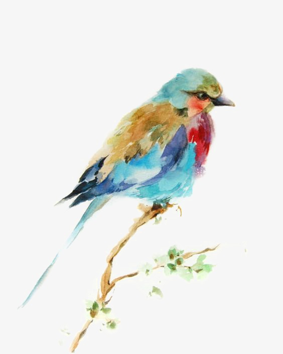564x705 Watercolor Bird, Bird Clipart, Watercolor Clipart, Cartoon Bird - Watercolor Bird Clipart