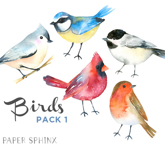 570x499 Watercolor Birds Clipart Winter Birds Clipart - Watercolor Bird Clipart