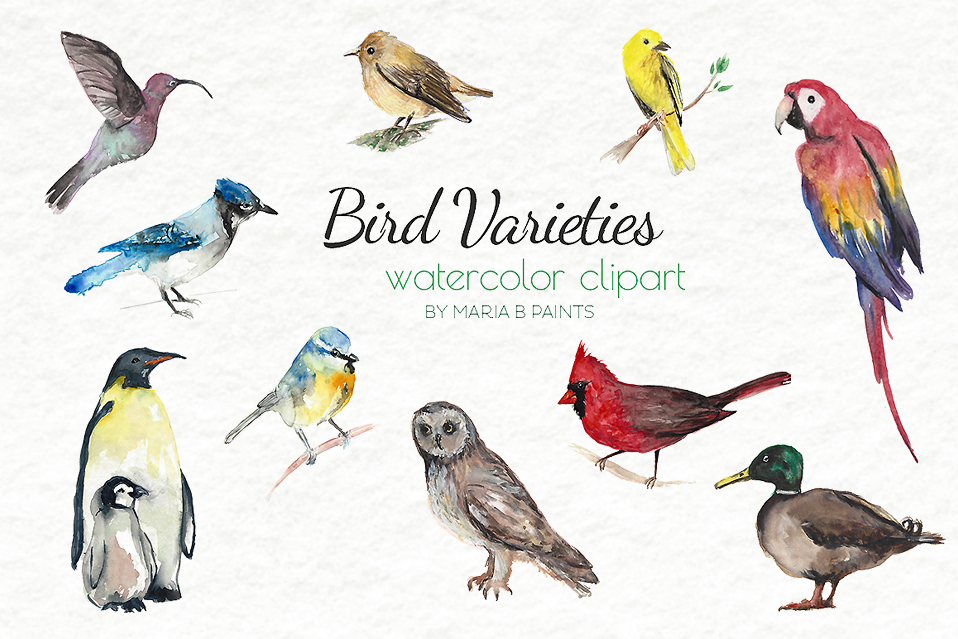 958x639 Watercolor Clip Art - Watercolor Bird Clipart