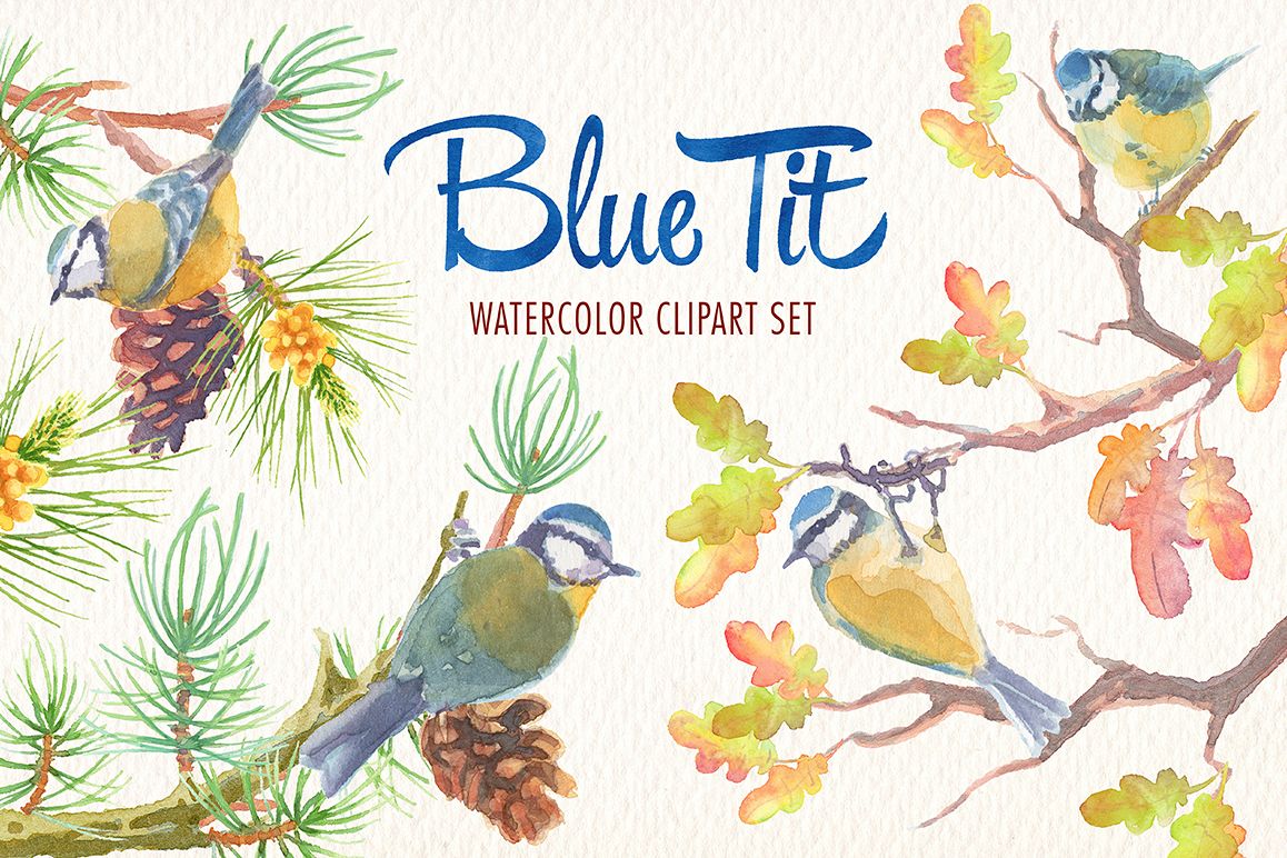 1158x772 Watercolor Blue Tit Bird Clipart - Watercolor Bird Clipart