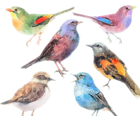 570x475 Birds Clipart Set Clip Art Set Of Birds Watercolor Bird Etsy - Watercolor Bird Clipart