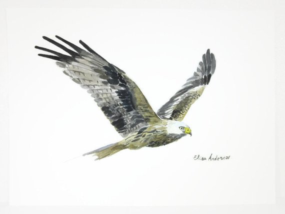 570x428 Original Watercolor Painting Eagle Watercolor Bird Etsy - Watercolor Bird Flying
