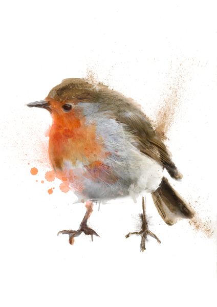 424x600 Drawn Robin Colour - Watercolor Bird Prints