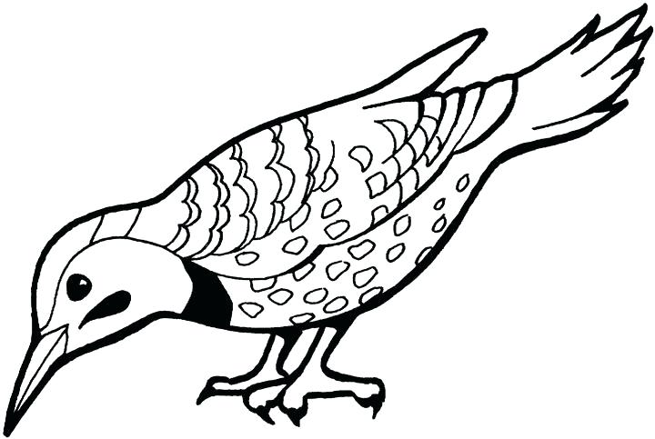 720x483 Birds To Color And Print Bird Word Search Puzzles Watercolor Bird - Watercolor Bird Prints