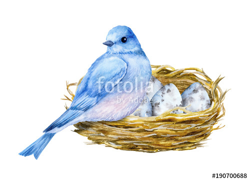 500x362 Cute Little Blue Bird With Nest And Blue Eggs. Watercolor - Watercolor Birds Nest