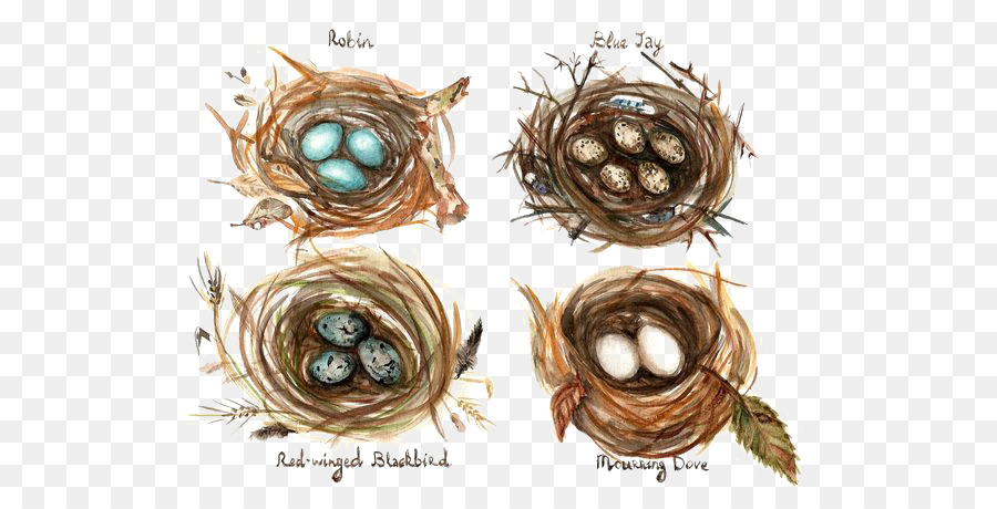 900x460 Edible Birds Nest Bird Nest Watercolor Painting Drawing - Watercolor Birds Nest
