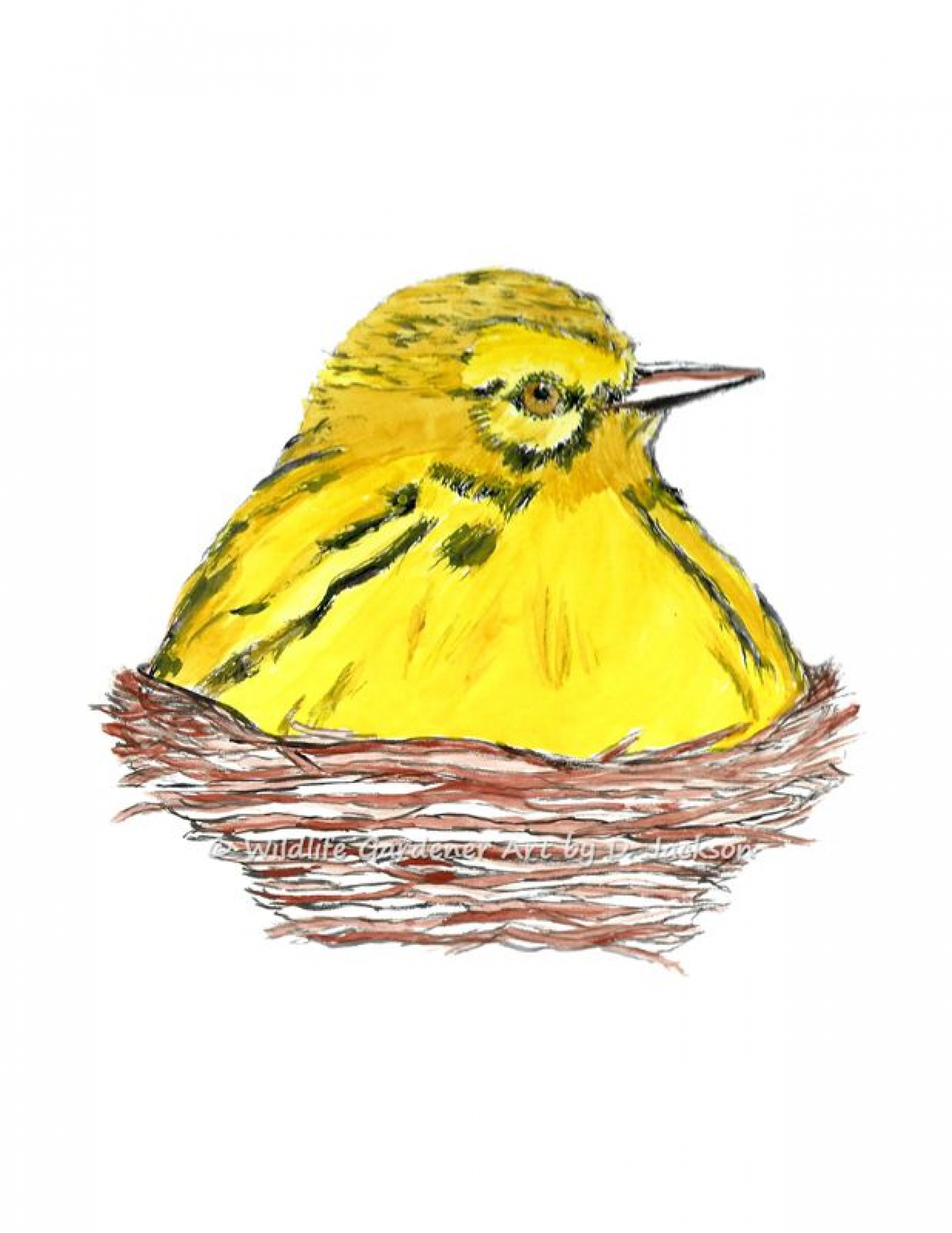1600x2071 Yellow Bird In Nest Watercolor Art Print Wildlife Gardener Art - Watercolor Birds Nest