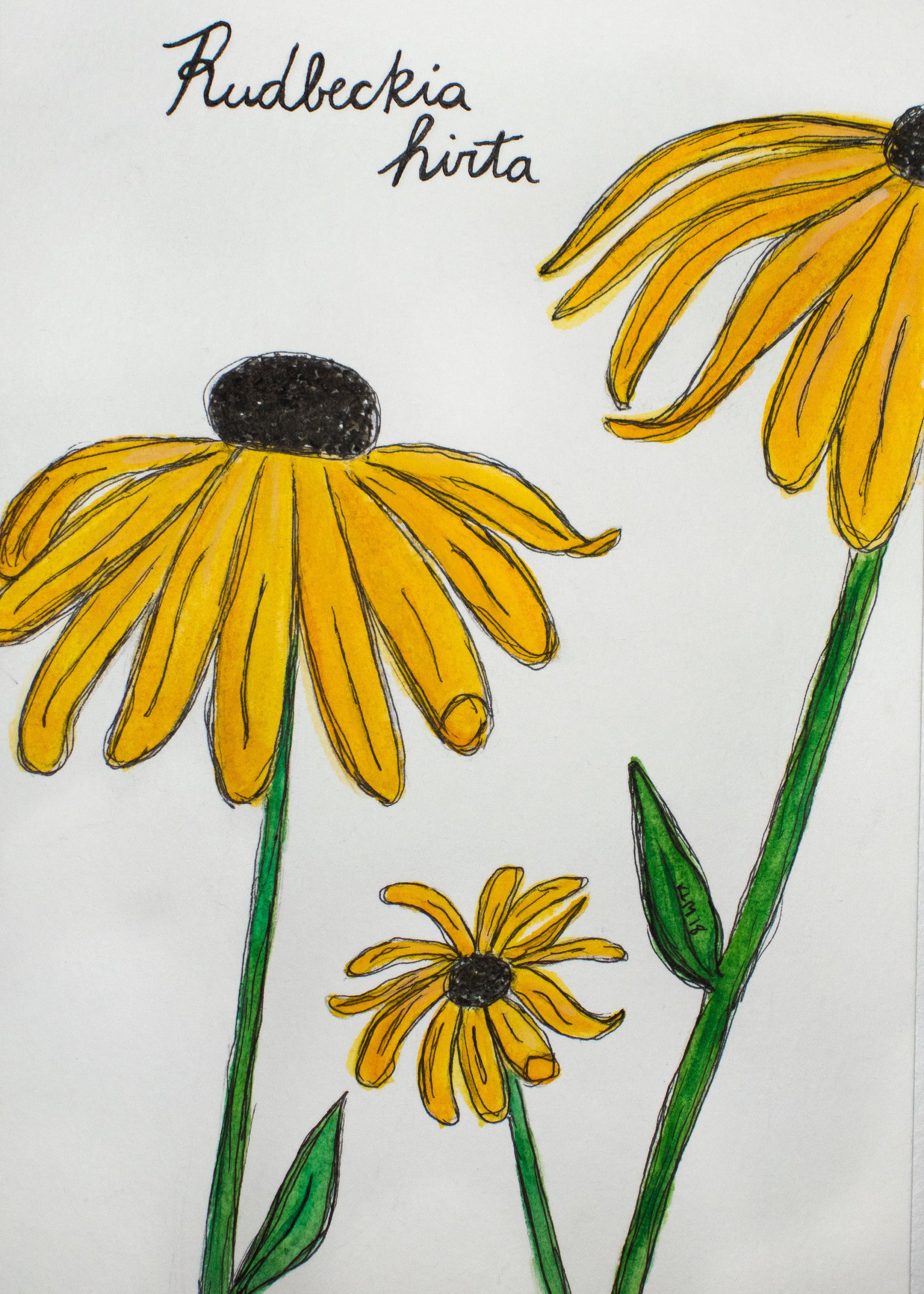 2143x3000 Black Eyed Susan Watercolor Painting Print - Watercolor Black Eyed Susan