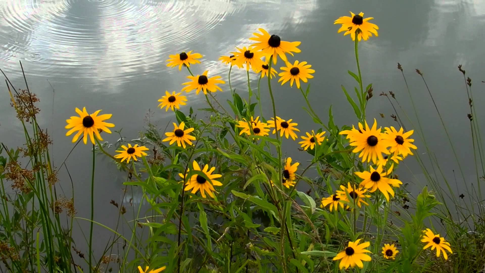 1920x1080 Black Eyed Susans - Watercolor Black Eyed Susan