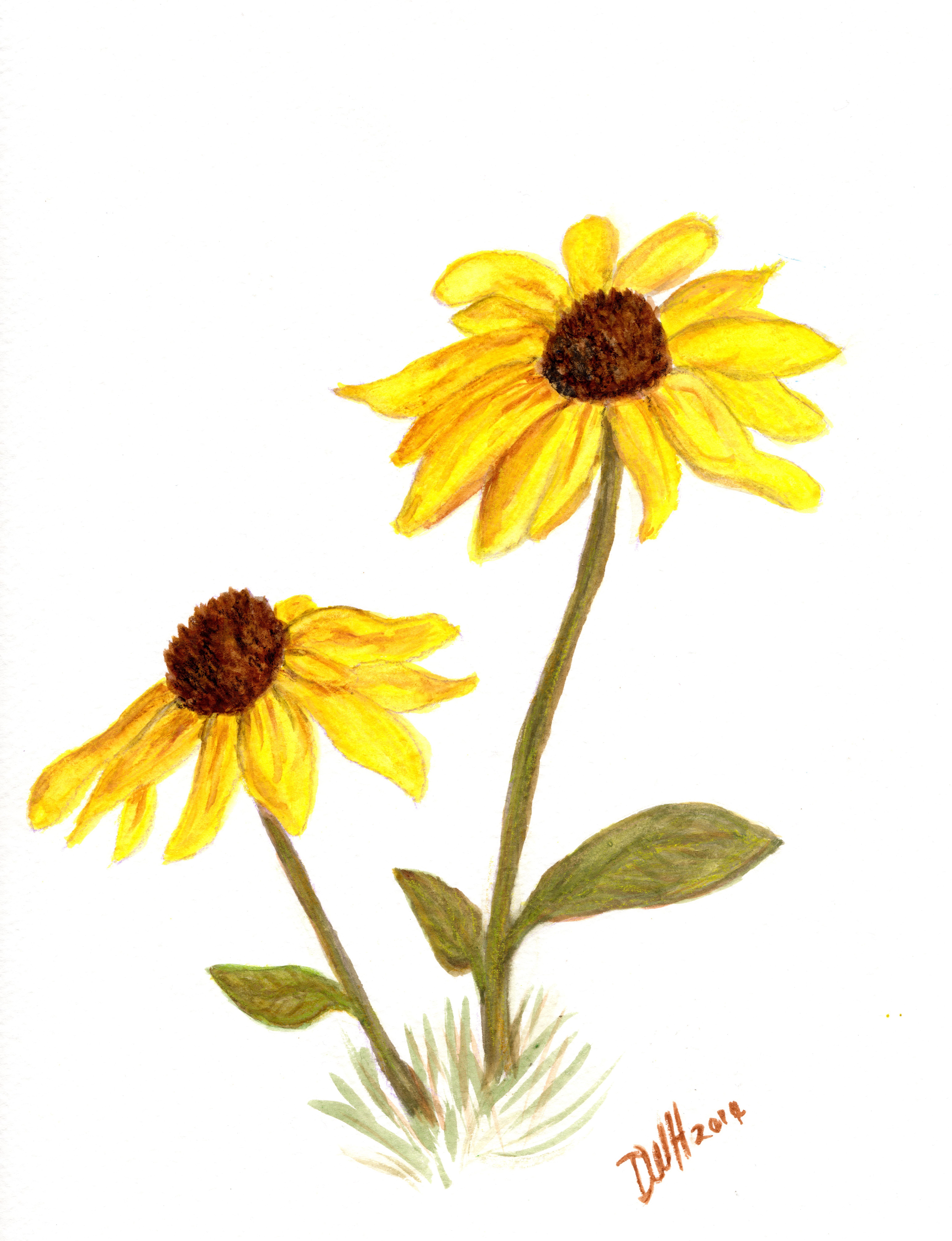 6171x8040 Black Eyed Susan - Watercolor Black Eyed Susan