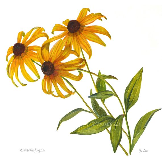 570x570 Botanical Print Black Eyed Susan Flowers Rudbeckia Watercolor Etsy - Watercolor Black Eyed Susan
