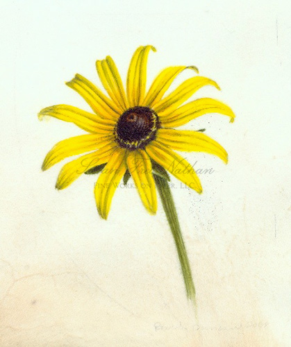 419x500 Contemporary Botanical Art - Watercolor Black Eyed Susan