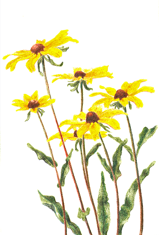 537x791 Old Paint A Thirty Year Retrospective Florals - Watercolor Black Eyed Susan