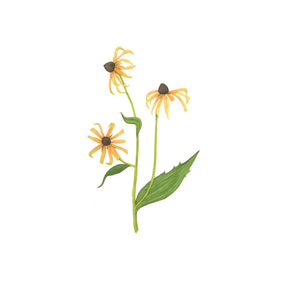 570x570 Watercolor Black Eyed Susan Flowers Original Botanical Etsy - Watercolor Black Eyed Susan
