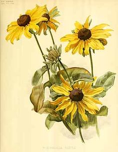 236x303 Black Eyed Susan Prints Yellow Black Eyed Susans Painting - Watercolor Black Eyed Susan