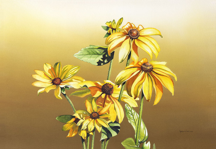 700x482 Black Eyed Susan - Watercolor Black Eyed Susan