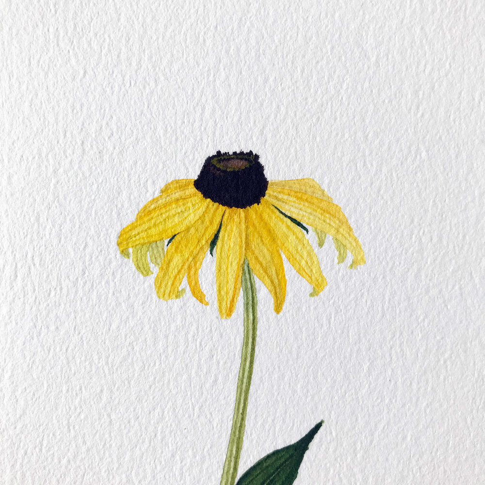 1000x1000 Black Eyed Susan Watercolor My Giant Strawberry - Watercolor Black Eyed Susan