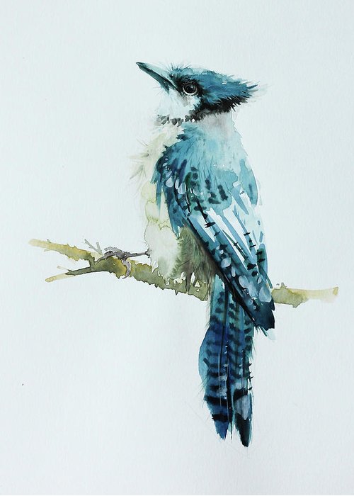 500x700 Blue Jay Bird Painting In Watercolor Greeting Card For Sale By - Watercolor Blue Jay
