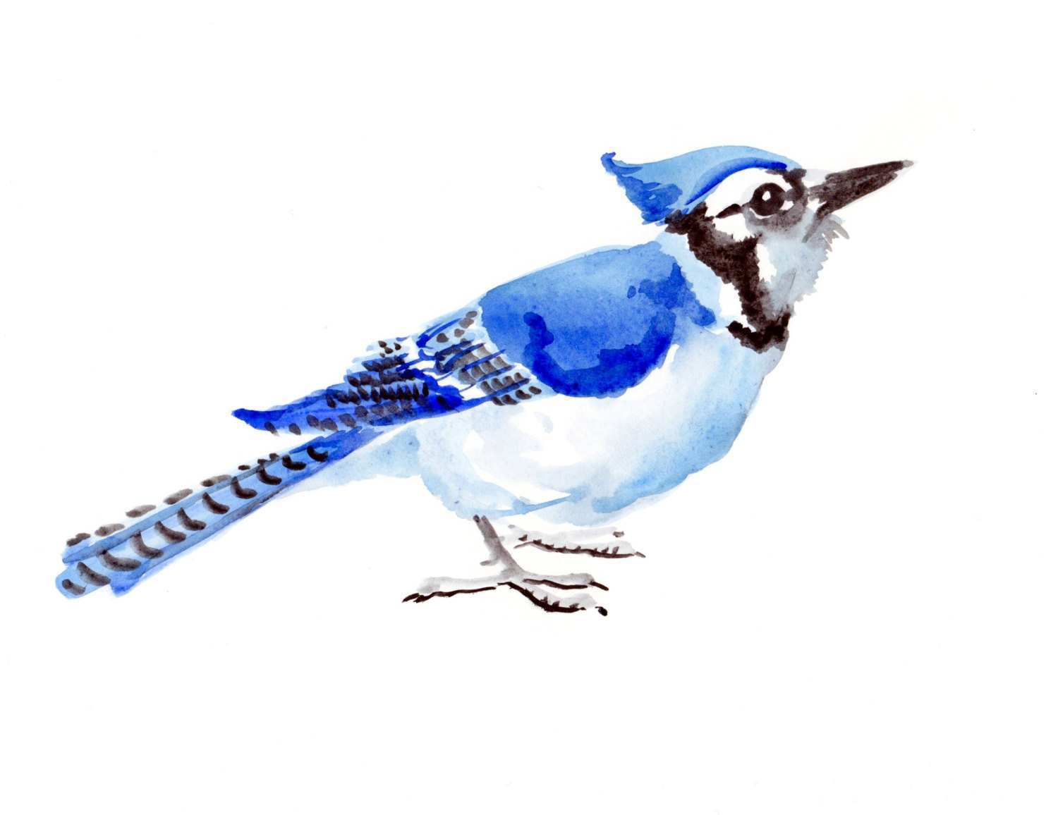 1500x1156 Blue Jay Painting Awesome Blue Jay Original Watercolor Painting - Watercolor Blue Jay
