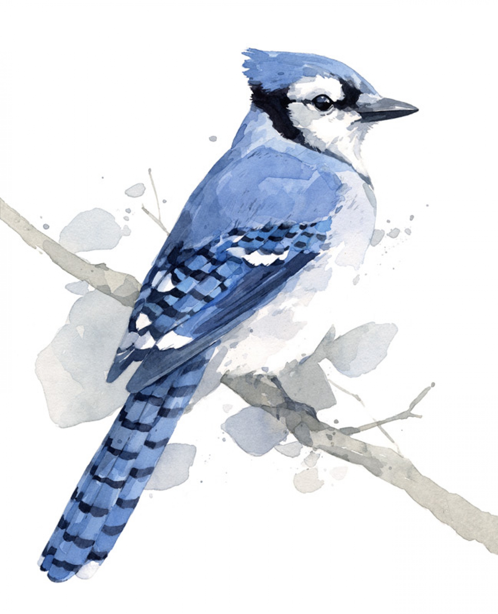 1600x1975 Blue Jay Watercolor Art Print David Scheirer Watercolors - Watercolor Blue Jay