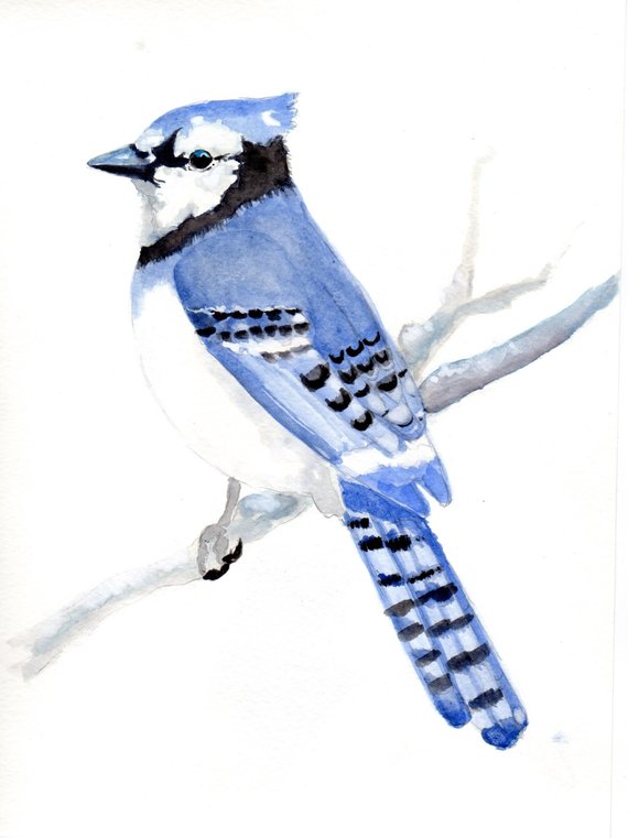 570x761 Blue Jay Watercolor Painting. Realistic Blue Jay Painting Etsy - Watercolor Blue Jay