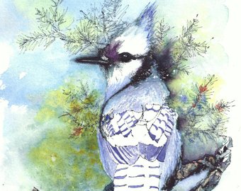 340x270 Blue Jay Watercolor Etsy - Watercolor Blue Jay