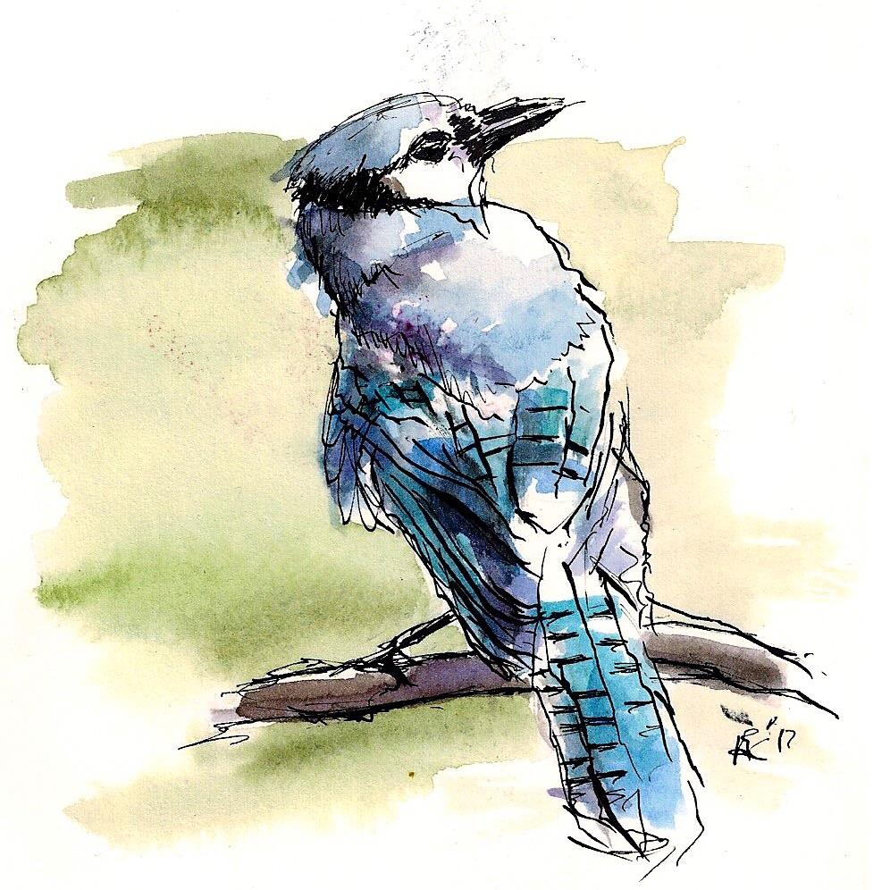 996x996 Blue Jay. 5x7. Ink Amp Watercolor. Art - Watercolor Blue Jay