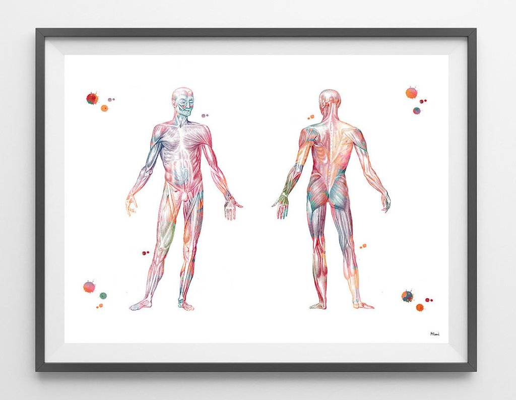 1024x794 Human Body Muscular System Print Mimiprints - Watercolor Body